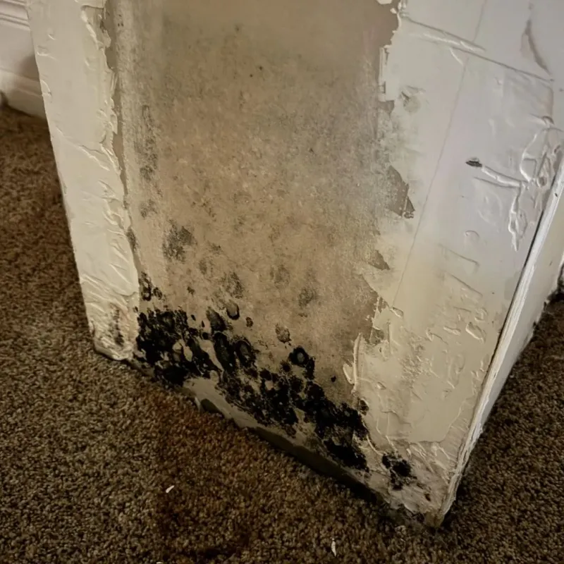 Professional Mold Removal in Vista Santa Rosa, CA